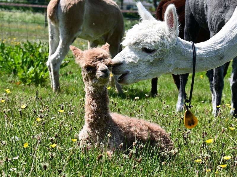 Alpakafarm Alpakawelt Friesland Workum